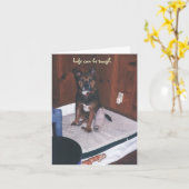 Schattigee hond wordt gezond/gebroken been kaart (Gele Bloem)