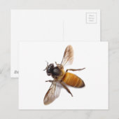 Schattigee honingbij hommel briefkaart (Voorkant / Achterkant)