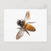 Schattigee honingbij hommel briefkaart (Voorkant)