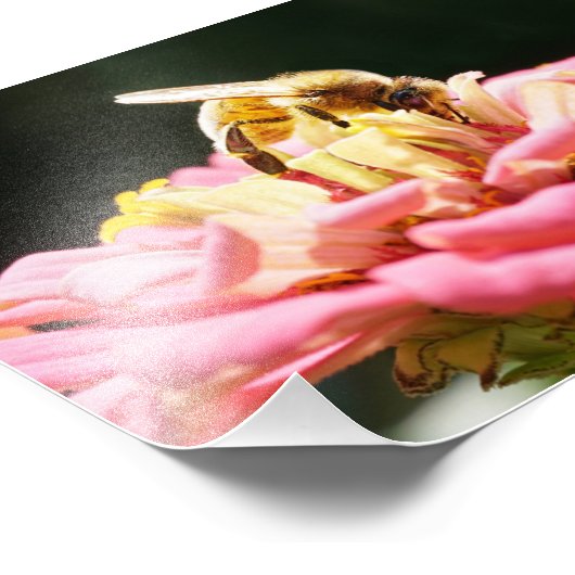 Schattigee honingbij op een roze Zinnia-bloem Foto Afdruk (Hoek)
