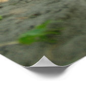 Schattigee Husky Dog die in het zand ligt Poster (Hoek)