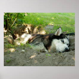 Schattigee Husky Dog die in het zand ligt Poster