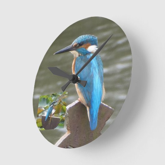 Schattigee ijsvogel- ronde klok (Hoek)