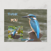 Schattigee ijsvogels. Dank u Briefkaart (Voorkant)