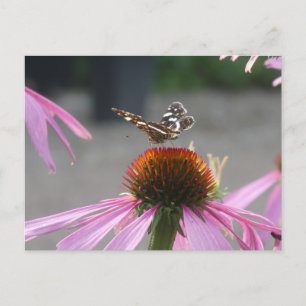Schattigee Kaart Vlinder op Coneflower DIY Briefka