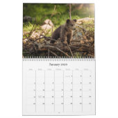 Schattigee kalender voor babydieren (Jan 2026)