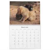Schattigee kalender voor babydieren (Mar 2026)