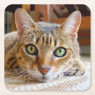 Schattigee kat onderzetters