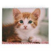 Schattigee Katten 2024 Kalender (Hoes)