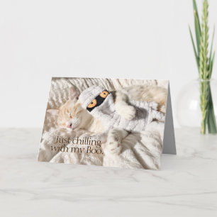 Schattigee katten chillen gewoon met mijn boek Hal Kaart