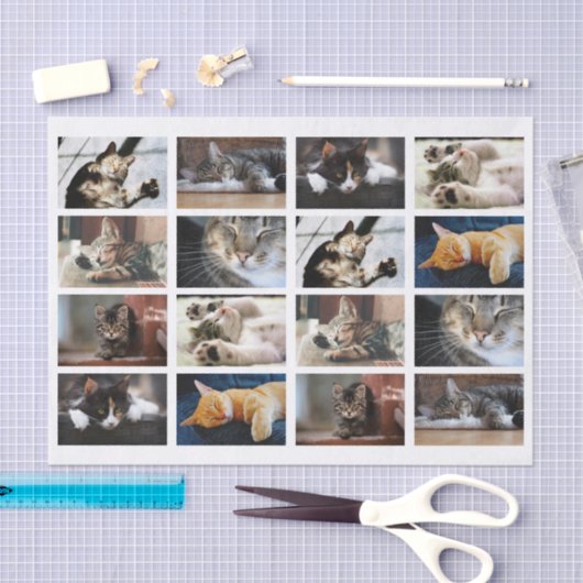 Schattigee katten en Kittens Fotosjabloon op wit Tissuepapier (Craft)