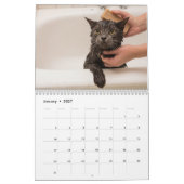Schattigee katten  fotowand kalender (Jan 2027)