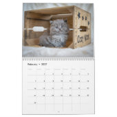 Schattigee katten  fotowand kalender (Feb 2027)