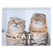 Schattigee katten  fotowand kalender (Hoes)