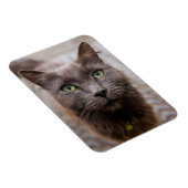 Schattigee katten koelkastmagneet magneet (Rechterzijde)