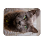 Schattigee katten koelkastmagneet magneet (Horizontaal)