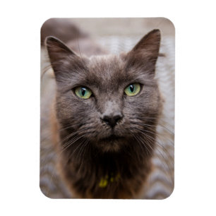 Schattigee katten koelkastmagneet magneet