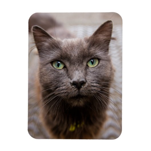 Schattigee katten koelkastmagneet magneet (Verticaal)