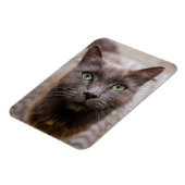 Schattigee katten koelkastmagneet magneet (Linkerzijde)