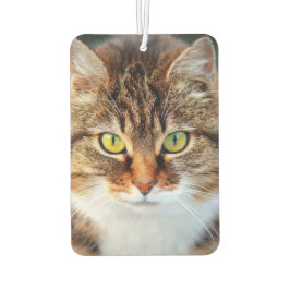 Schattigee kattenogen luchtverfrisser