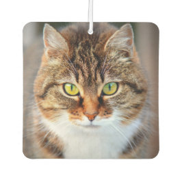 Schattigee kattenogen luchtverfrisser