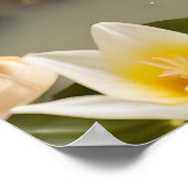 Schattigee kikker, leuke badkamer kunst, cadeau id poster (Hoek)