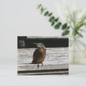 Schattigee Kingfisher Close Up DIY Briefkaart (Staand voorkant)