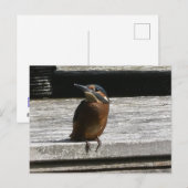 Schattigee Kingfisher Close Up DIY Briefkaart (Voorkant / Achterkant)