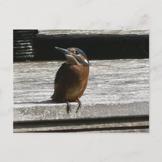 Schattigee Kingfisher Close Up DIY Briefkaart (Voorkant)