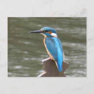 Schattigee Kingfisher DIY Briefkaart