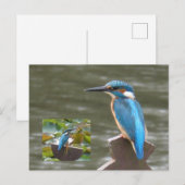 Schattigee Kingfishers DIY Briefkaart (Voorkant / Achterkant)
