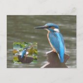 Schattigee Kingfishers DIY Briefkaart (Voorkant)