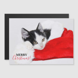 Schattigee Kitten in Santa Hat