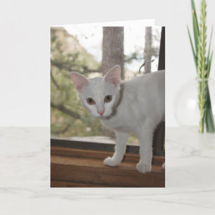 Schattigee Kitten Note Kaart