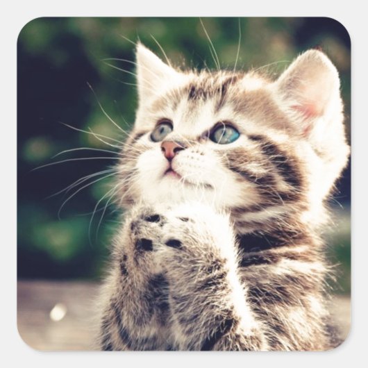 Schattigee Kitten Prays Vierkante Sticker (Voorkant)