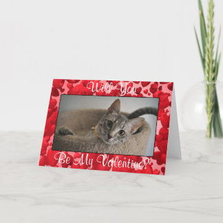 Schattigee Kitten Valentijnsdag Kaart (Animal Resc