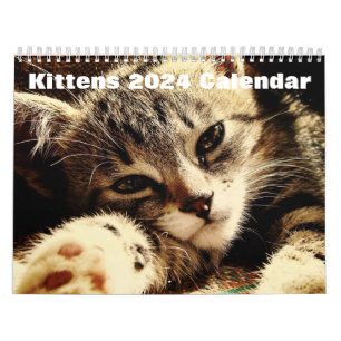 Schattigee Kittens 2024 Kalender