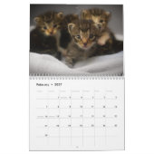Schattigee Kittens 2025 Bengaalse tijger Kalender (Feb 2027)