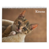 Schattigee Kittens 2025 Kalender (Hoes)