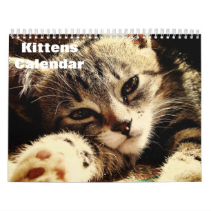 Schattigee Kittens 2025 Kalender