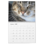 Schattigee Kittens en Katten Foto Kalender (Jan 2027)