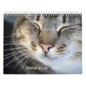 Schattigee Kittens en Katten Foto Kalender (Hoes)