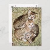 Schattigee Kittens in het Basket Briefkaart (Voorkant / Achterkant)