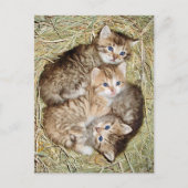Schattigee Kittens in het Basket Briefkaart (Voorkant)