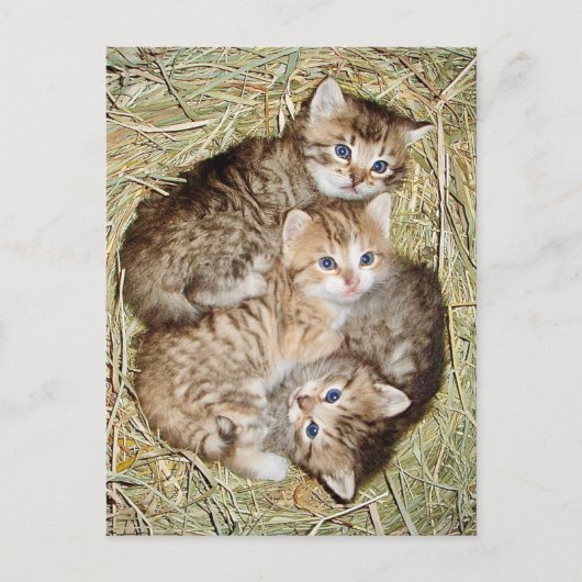 Schattigee Kittens in het Basket Briefkaart (Voorkant)