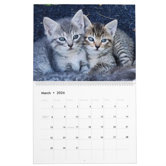Schattigee Kittens Kalender (Mar 2026)