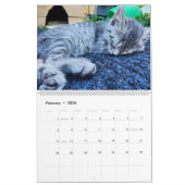 Schattigee Kittens Kalender (Feb 2026)