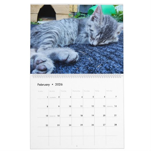 Schattigee Kittens Kalender (Feb 2026)