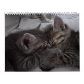 Schattigee Kittens Kalender (Hoes)