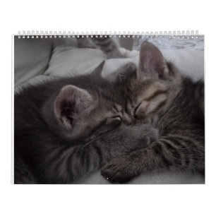Schattigee Kittens Kalender
